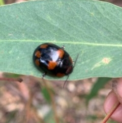 Paropsisterna beata (Blessed Leaf Beetle) at Murrumbateman, NSW - 15 Dec 2020 by SimoneC