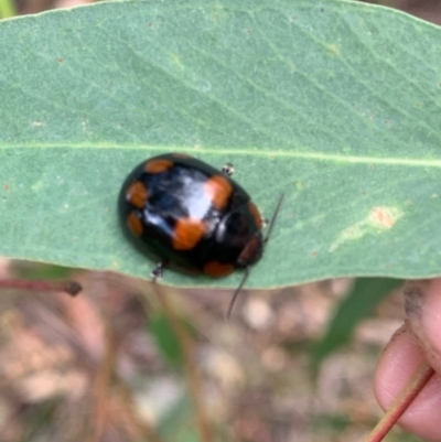 Paropsisterna beata (Blessed Leaf Beetle) at Murrumbateman, NSW - 15 Dec 2020 by SimoneC