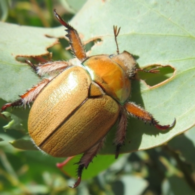 Anoplognathus hirsutus (Hirsute Christmas beetle) at Rendezvous Creek, ACT - 11 Dec 2020 by Christine