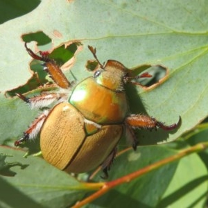 Anoplognathus hirsutus at Rendezvous Creek, ACT - 11 Dec 2020