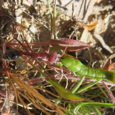 Myrmecia simillima (A Bull Ant) at Namadgi National Park - 11 Dec 2020 by Christine