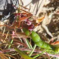 Myrmecia simillima at Mount Clear, ACT - 11 Dec 2020 12:00 PM