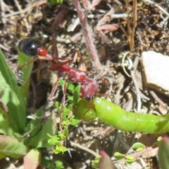 Myrmecia simillima at Mount Clear, ACT - 11 Dec 2020