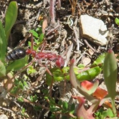 Myrmecia simillima at Mount Clear, ACT - 11 Dec 2020