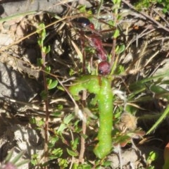 Myrmecia simillima at Mount Clear, ACT - 11 Dec 2020