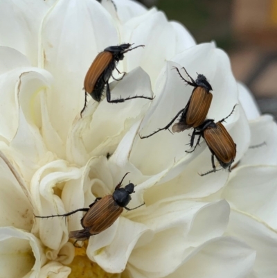 Phyllotocus rufipennis (Nectar scarab) at Murrumbateman, NSW - 15 Dec 2020 by SimoneC