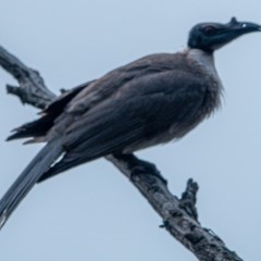 Philemon corniculatus (Noisy Friarbird) at Watson, ACT - 16 Dec 2020 by sbittinger