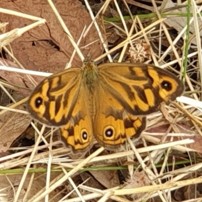 Heteronympha merope (Common Brown Butterfly) at Cook, ACT - 14 Dec 2020 by drakes