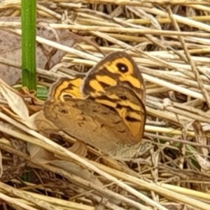 Heteronympha merope at Cook, ACT - 14 Dec 2020