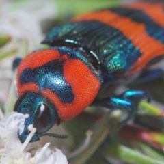 Castiarina flavosignata (A jewel beetle) at Yarralumla, ACT - 15 Dec 2020 by Harrisi