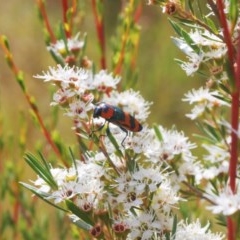 Castiarina flavosignata at Yarralumla, ACT - 15 Dec 2020