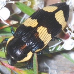 Castiarina marginicollis (A jewel beetle) at Black Mountain - 16 Dec 2020 by Harrisi