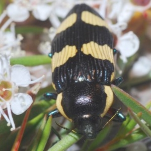 Castiarina marginicollis at Downer, ACT - 16 Dec 2020