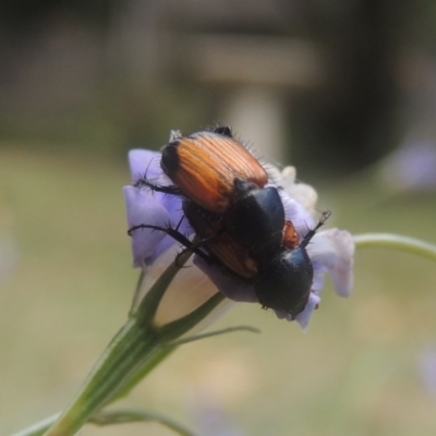 Phyllotocus navicularis (Nectar scarab) at Conder, ACT - 17 Dec 2020 by MichaelBedingfield