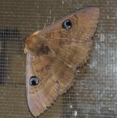 Dasypodia selenophora (Southern old lady moth) at Conder, ACT - 21 Nov 2020 by MichaelBedingfield