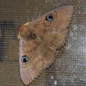 Dasypodia selenophora at Conder, ACT - 21 Nov 2020