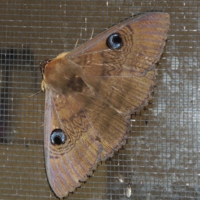 Dasypodia selenophora (Southern old lady moth) at Pollinator-friendly garden Conder - 20 Nov 2020 by michaelb