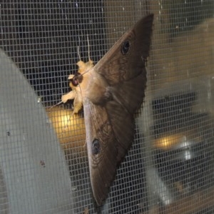 Dasypodia selenophora at Conder, ACT - 21 Nov 2020