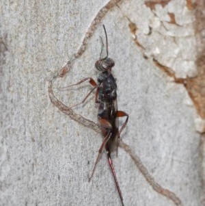 Eupelmidae (family) at Acton, ACT - 14 Dec 2020