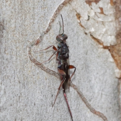 Eupelmidae (family) (Eupelmid wasp) at Acton, ACT - 14 Dec 2020 by TimL