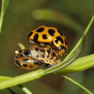 Harmonia conformis at Acton, ACT - 11 Dec 2020