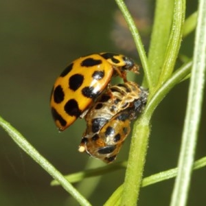 Harmonia conformis at Acton, ACT - 11 Dec 2020