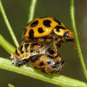 Harmonia conformis at Acton, ACT - 11 Dec 2020