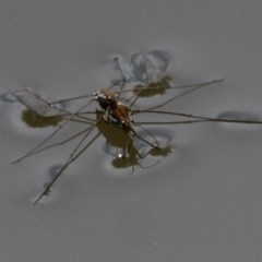 Tenagogerris euphrosyne (Water Strider) at Wodonga, VIC - 16 Dec 2020 by Kyliegw