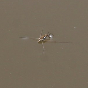 Tenagogerris euphrosyne at Wodonga, VIC - 17 Dec 2020 10:45 AM