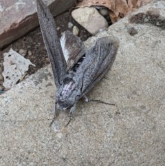 Endoxyla cinereus (Giant Wood Moth) at Gateway Island, VIC - 17 Dec 2020 by ChrisAllen