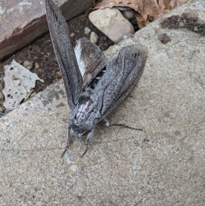 Endoxyla cinereus (Giant Wood Moth) at Wodonga - 17 Dec 2020 by ChrisAllen
