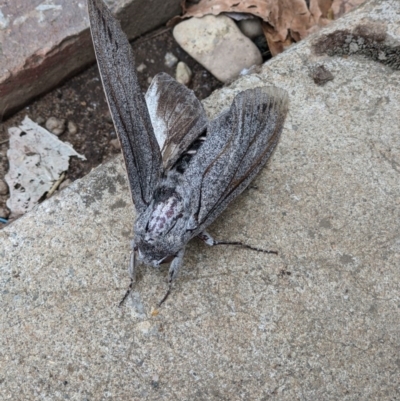 Endoxyla cinereus (Giant Wood Moth) at Gateway Island, VIC - 18 Dec 2020 by ChrisAllen