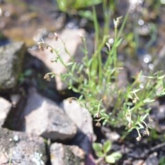 Gonocarpus tetragynus at Wamboin, NSW - 17 Oct 2020