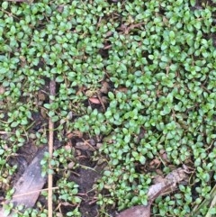 Elatine gratioloides (Waterwort) at Watson, ACT - 17 Dec 2020 by JaneR