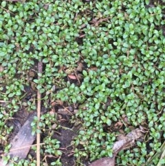 Elatine gratioloides (Waterwort) at Watson Woodlands - 17 Dec 2020 by JaneR