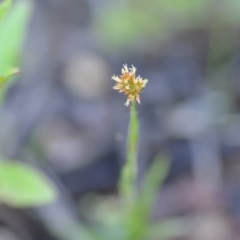 Luzula sp. (Woodrush) at Wamboin, NSW - 17 Oct 2020 by natureguy