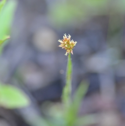 Luzula (genus) (Woodrush) at Wamboin, NSW - 17 Oct 2020 by natureguy