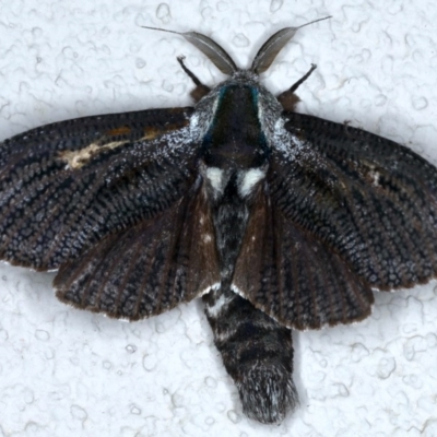 Endoxyla encalypti (Wattle Goat Moth) at Ainslie, ACT - 17 Dec 2020 by jb2602