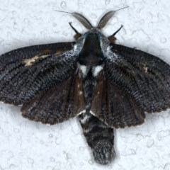 Endoxyla encalypti (Wattle Goat Moth) at Ainslie, ACT - 17 Dec 2020 by jbromilow50