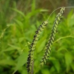 Paspalum dilatatum (Paspalum) at Lyneham Wetland - 17 Dec 2020 by tpreston