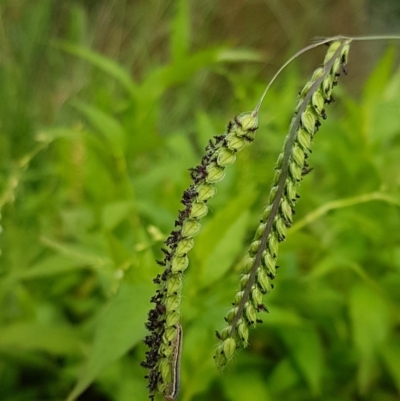 Paspalum dilatatum (Paspalum) at Lyneham Wetland - 18 Dec 2020 by trevorpreston