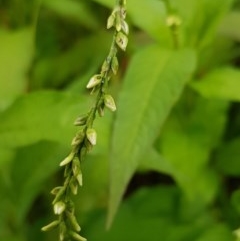 Persicaria hydropiper (Water Pepper) at Lyneham Wetland - 17 Dec 2020 by tpreston