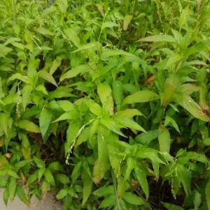 Persicaria hydropiper at Lyneham, ACT - 18 Dec 2020