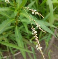 Persicaria decipiens (Slender Knotweed) at Lyneham Wetland - 17 Dec 2020 by tpreston