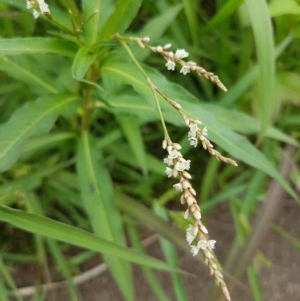 Persicaria decipiens at Lyneham, ACT - 18 Dec 2020