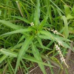 Persicaria decipiens at Lyneham, ACT - 18 Dec 2020