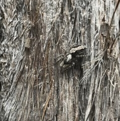 Clynotis severus (Stern Jumping Spider) at O'Connor, ACT - 15 Dec 2020 by MattFox