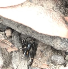 Zodariidae (family) (Unidentified Ant spider or Spotted ground spider) at Black Mountain - 15 Dec 2020 by MattFox