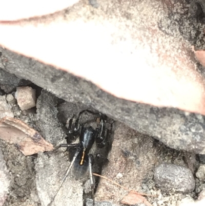 Zodariidae (family) (Unidentified Ant spider or Spotted ground spider) at O'Connor, ACT - 15 Dec 2020 by MattFox