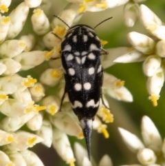 Mordella dumbrelli (Dumbrell's Pintail Beetle) at Black Mountain - 17 Dec 2020 by Roger